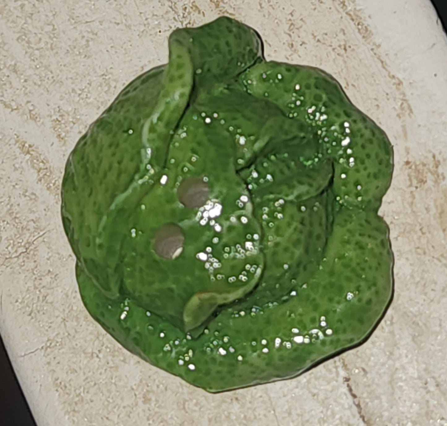 Resin lettuce button 24mm